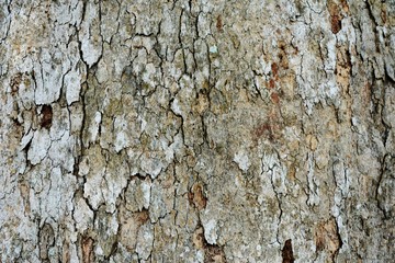 The bark of the tree that is natural