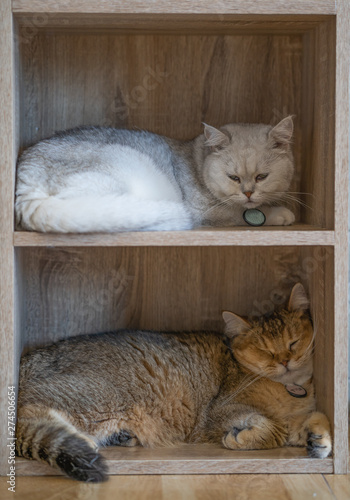 Cat Door Stickers Cat Door Murals Canada