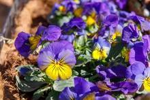 Small Violet And Yellow Pansies On Flower Bed
