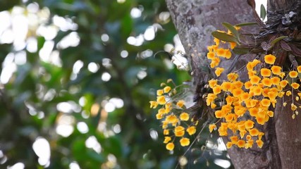 Wall Mural - Yellow flower of Dendrobium lindleyi or Honey fragrant tropical wild orchid in full bloom