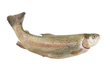 Wall Mural - Rainbow trout isolated on white background, Oncorhynchus mykiss