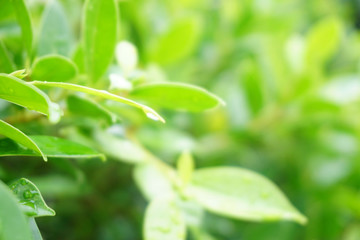 Wall Mural - Closeup green leaf nature with droplet after rainning on blurred background with copy space.Refreshing,