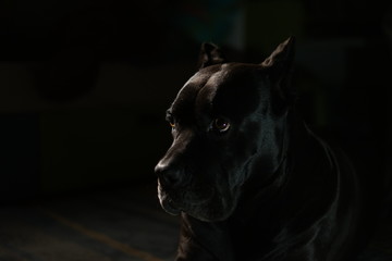 portrait of a black dog on black background