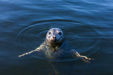 Wall Mural - Seal in Baltic Sea