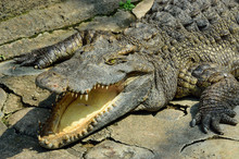 Picture Of An Open Crocodile