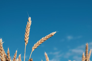 Close up of two wheat ears on blue sky background