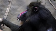 This Video Shows A Mandrill Monkey Picking And Eating Fleas Off Its Fur.
