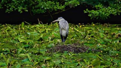 Wall Mural - great blue heron in a tree