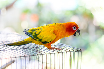 Wall Mural - Parrot climbs on its cage