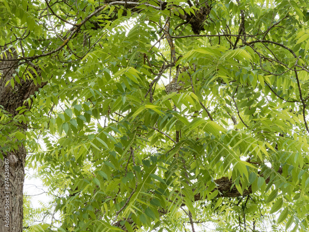 Noyer noir d'Amérique (Juglans nigra) Stock Photo Adobe Stock — free download