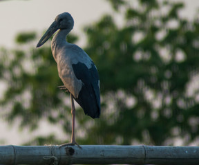 great blue heron in tree