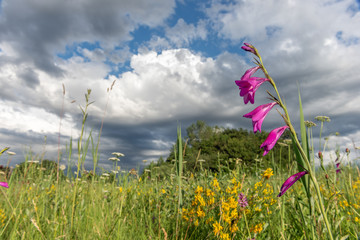 Wall Mural - Glaïeul des marais dans une prairie