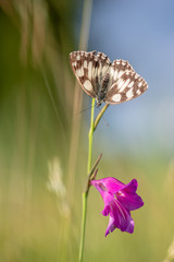 Poster - Papillon dans une prairie