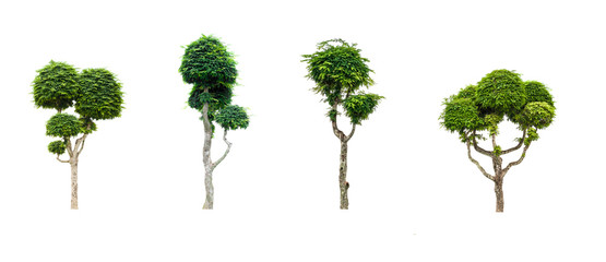 collection of tree dwarf tamarind  beautiful isolated on white background