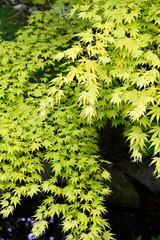 Wall Mural - Yellow leaves of ornamental maple outdoors.