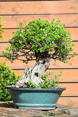 Sticker - Bonsai outdoors in ceramic bowl.