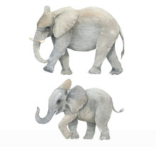 Hand Drawn Watercolor Illustration With Cute Elephants. Baby And Mother Elephant Isolated On The White Background