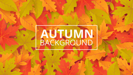 Wall Mural - Autumn background with leaves. Can be used for poster, banner, flyer, invitation, website or greeting card. Vector illustration