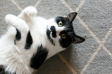 Cute cat lazy lying on stylish rug in the kitchen, top view. Sweet black and white kitty with mustache resting, with interesting look and funny emotions. Space for text