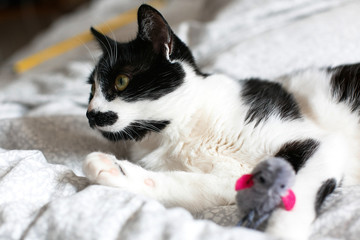 Wall Mural - Cute black and white cat with moustache playing with mouse toy on bed. Funny kitty resting and playing on stylish sheets. Space for text.  Funny playful cat. Comfortable and cozy moment