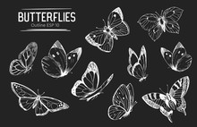 Set Of Butterflies Outlines. Hand Drawn Illustration Converted To Vector