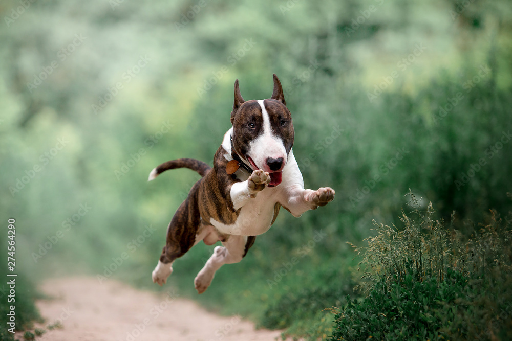 Beautiful dog breed bull terrier on nature - obrazy, fototapety, plakaty 