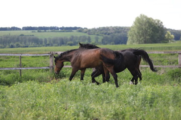 Herd of horses galloping across the field