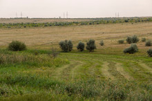 Gold Meadow With Lonely Green Trees Far Away And Blue Calm Tender Sky Above. Yellow Dry Grass. Electric Poles In The Field. Travelling. Ural Landscapes