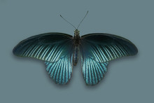 Beautiful Iridescent Butterfly.