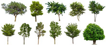 Set Beautiful Trees Isolated On White Background, Suitable For Use In Architectural Design And Decoration Work.