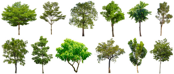 set beautiful trees isolated on white background , suitable for use in architectural design and deco