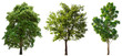 © Nudphon - Collection Beautiful Trees Isolated on white background , Suitable for use in architectural design , Decoration work , Used with natural articles both on print and website.