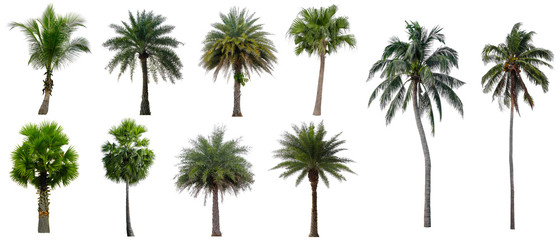 Set beautiful coconut and palm trees isolated on white background, Suitable for use in architectural design and decoration work.