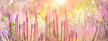 Purple Flowers Of Decorative Sage Field In Sunlight. Beautiful Bumbleberry Salvia, Woodland Sage (Salvia Nemorosa) In Flower Garden. Gentle Flower In Summer. Artistic Image Of Summer Season. Banner
