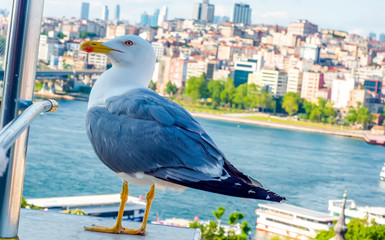 Wall Mural - Single seagull  close-up  and Galata Tower, Galata Bridge, Karakoy district and Golden Horn, istanbul – Turkey