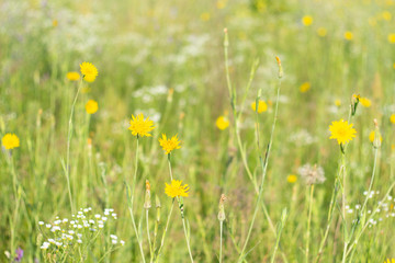Wall Mural - wild flowers in the field at relax morning time. Close-up