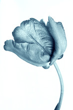 Blue Tulip With Water Droplets