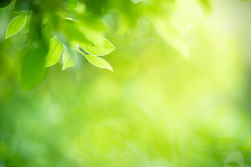 Nature of green leaf in garden at summer. Natural green leaves plants using as spring background cover page greenery environment ecology wallpaper