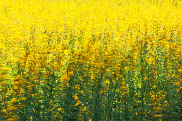 Wall Mural - Blooming Sunn hemp flowers swinging in the wind.