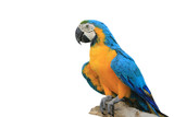 Fototapeta  - One macaw parrot is on a large timber.