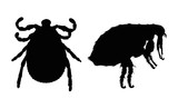 Fototapeta  - Vector silhouette of flea and tick on a white background. Symbol of parasites.