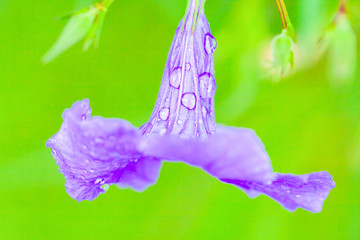 Poster - Fresh Ruellia tuberosa with water drops after the rain.