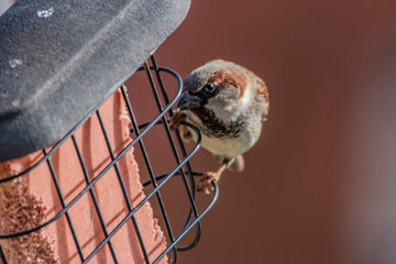 Wall Mural - sparrow on feeder