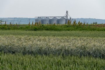 Canvas Print - Lush green wheat field and country side scenery on a bright, sunny spring day, Vojvodina, Serbia. Silos for grain storage in the background. Natural background.