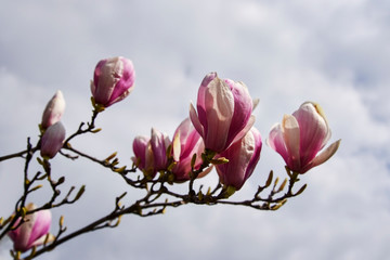 Blossom of pink magnolia.