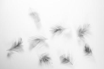  Beautiful abstract close up color white and black feathers on white isolated background and wallpaper