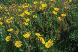 Fototapeta Storczyk - Yellow flowers in a bush on highlands