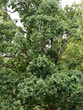 Chêne pyramidal ou Quercus robur 'fastigiata' , une variété de chêne à hautes tiges fortement ramifié de cime couronnée retombante au feuillage dense et vert estival