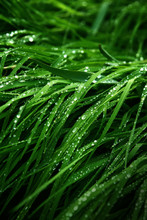 A Macro Shot Of Green Grass Covered With Dew Drops In The Spring. Green Meadow With Fresh Wet Grass.