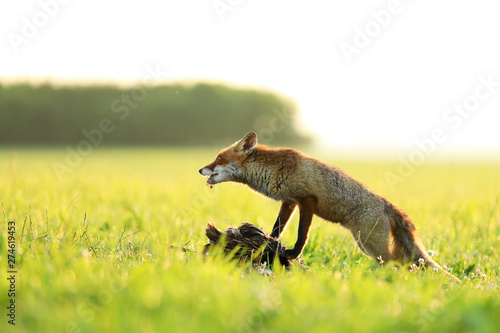Valokuva  Red fox vixen ptect prey  on meadow in the morning - Vulpes vulpes